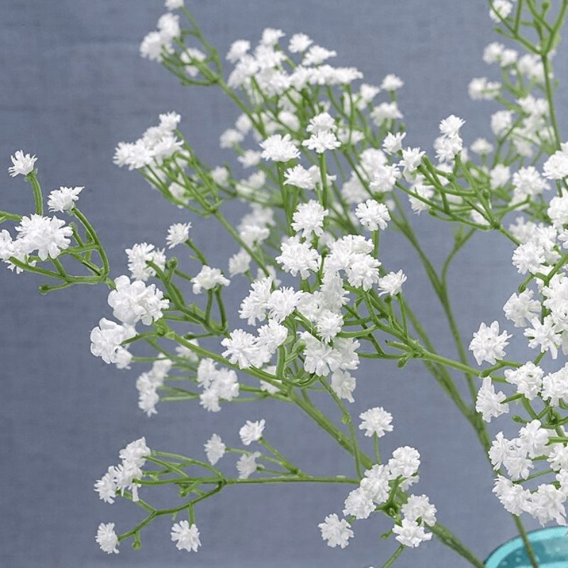 Baby's Breath Bouquet (100g)