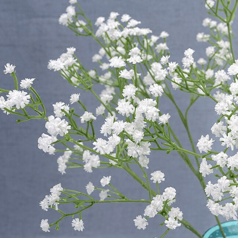 White Baby's breath flowers