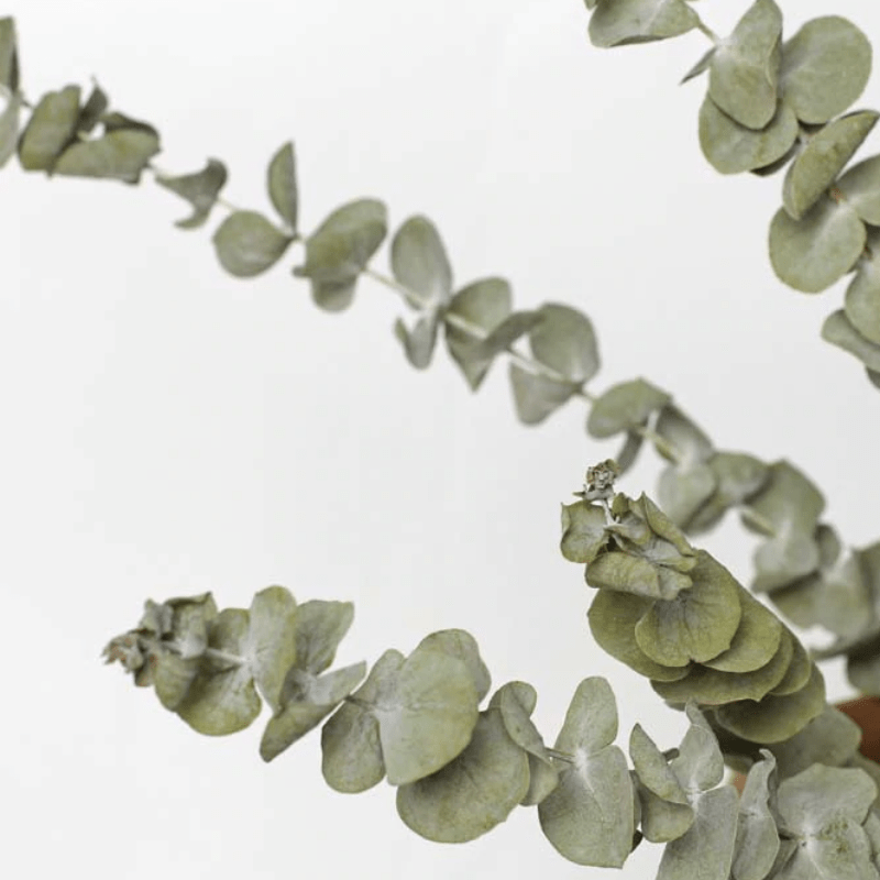 Natural Dried Eucalyptus Bouquet (10 pcs)