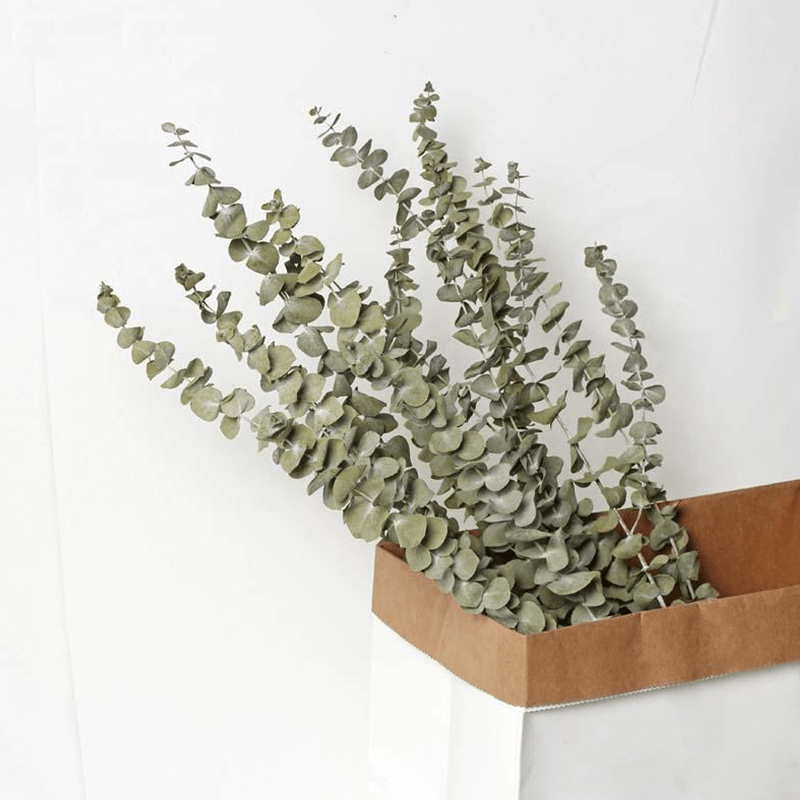 Natural Dried Eucalyptus Bouquet (10 pcs)