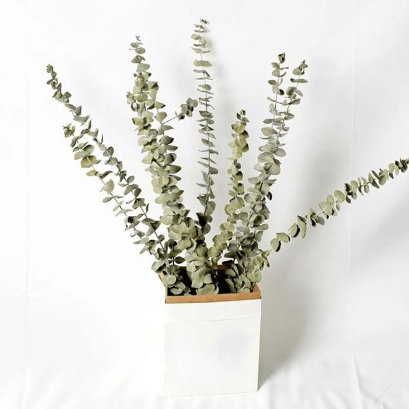 Natural Dried Eucalyptus Bouquet (10 pcs)