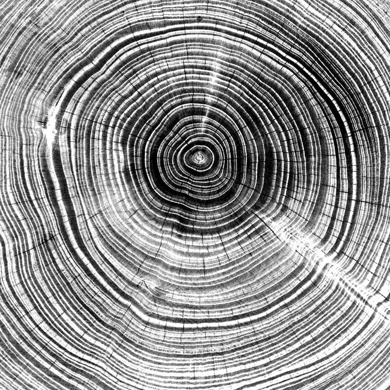 Tree Rings Photograph