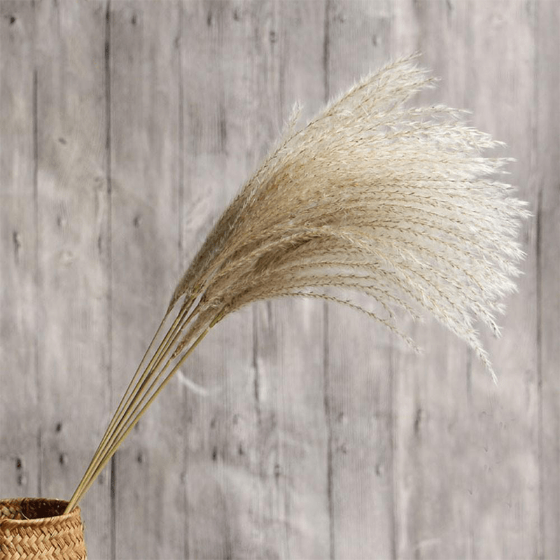 Pampas Grass